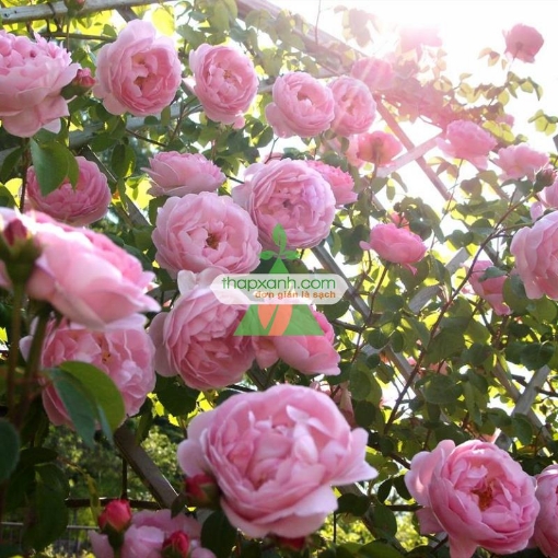 Ảnh của Hạt giống hoa Hồng Leo phớt hồng