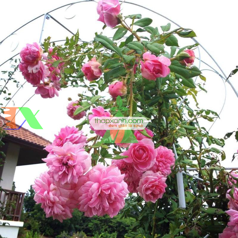 Hạt giống hoa Hồng Leo phớt hồng