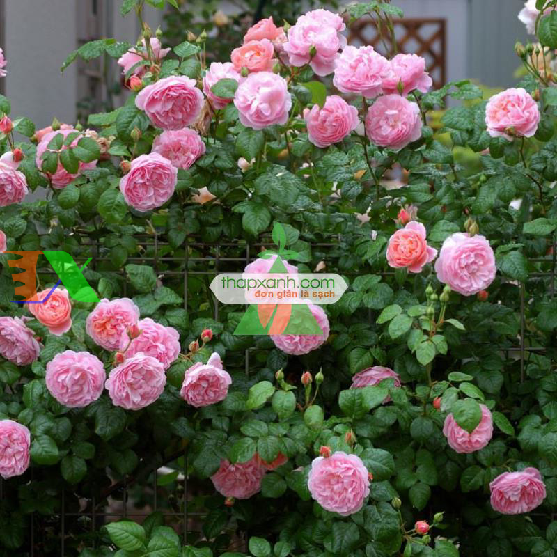 Hạt giống hoa Hồng Leo phớt hồng