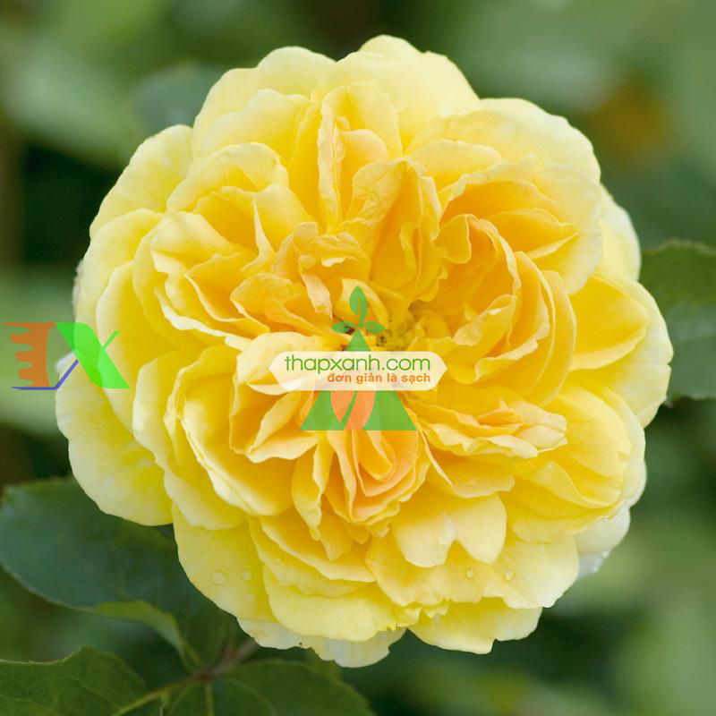 Hạt giống hoa Hồng Leo vàng