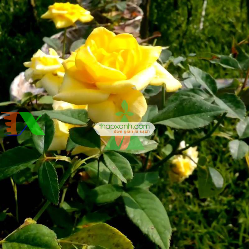 Hạt giống hoa Hồng Leo vàng