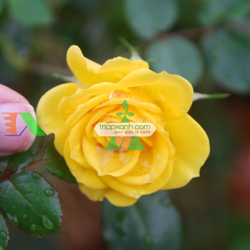 Hạt giống hoa Hồng Leo vàng