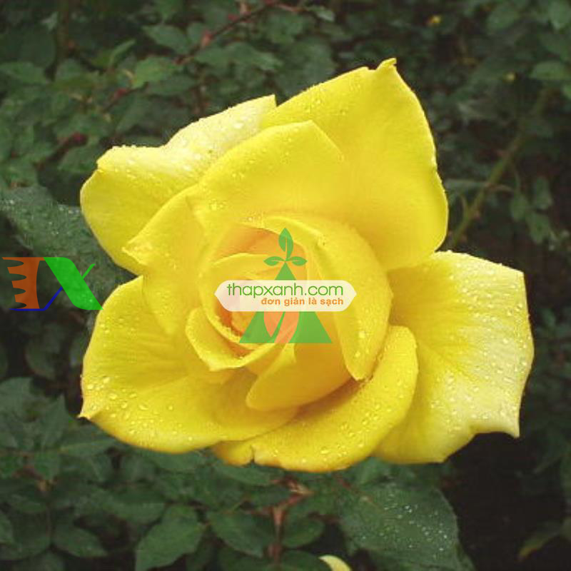 Hạt giống hoa Hồng Leo vàng