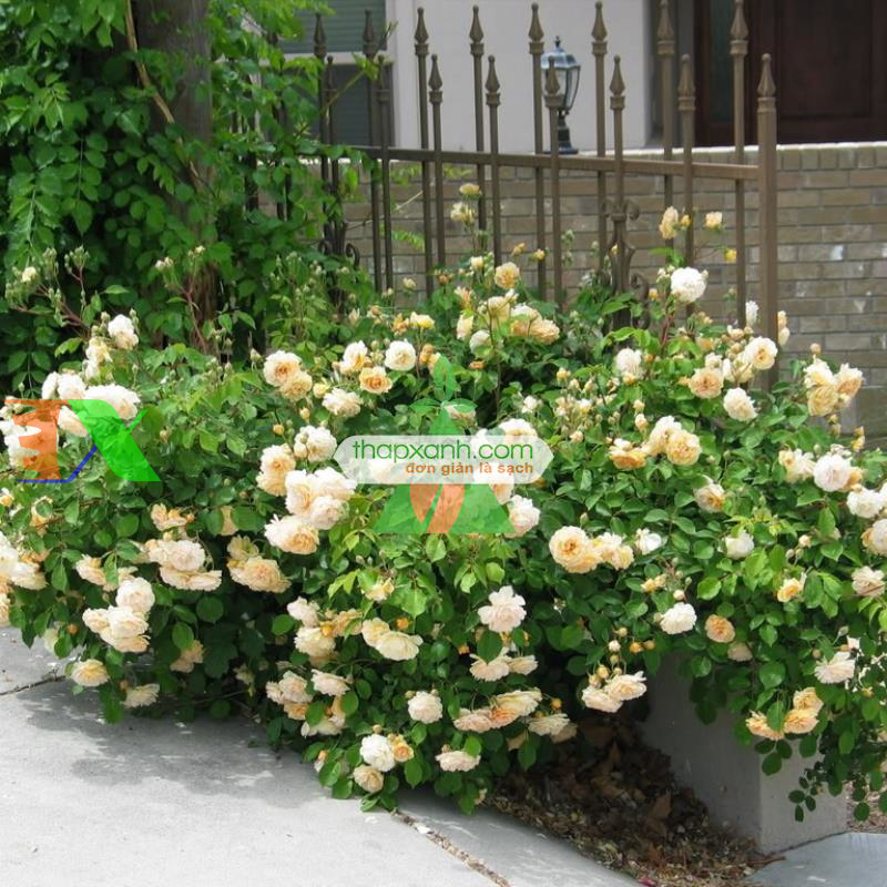 Hạt giống hoa Hồng Leo vàng