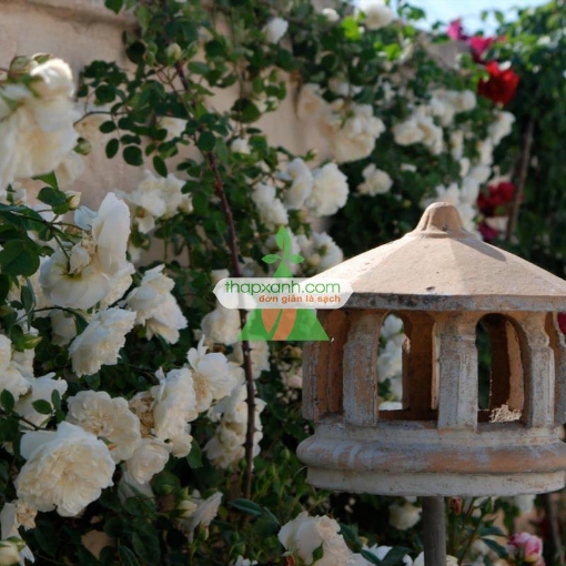 Ảnh của Hạt giống hoa Hồng Leo trắng