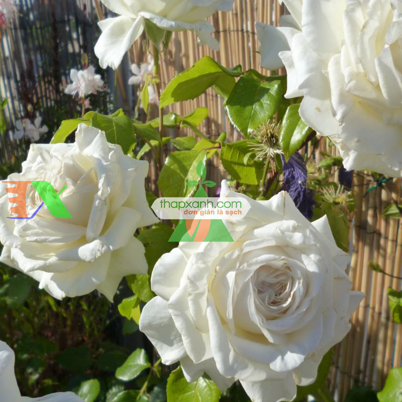 Hạt giống hoa Hồng Leo trắng
