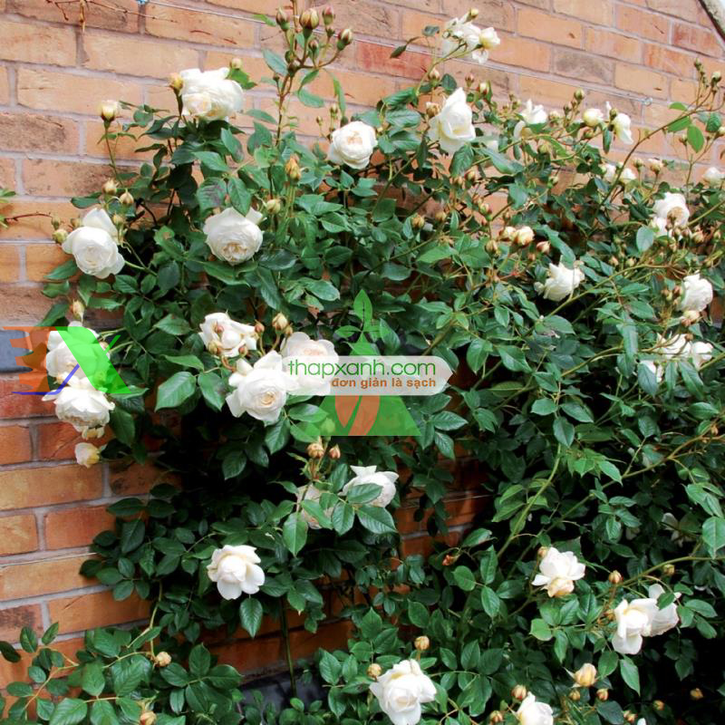 Hạt giống hoa Hồng Leo trắng