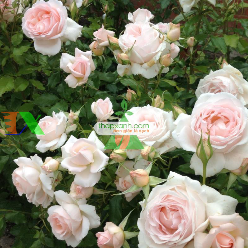 Hạt giống hoa Hồng Leo trắng