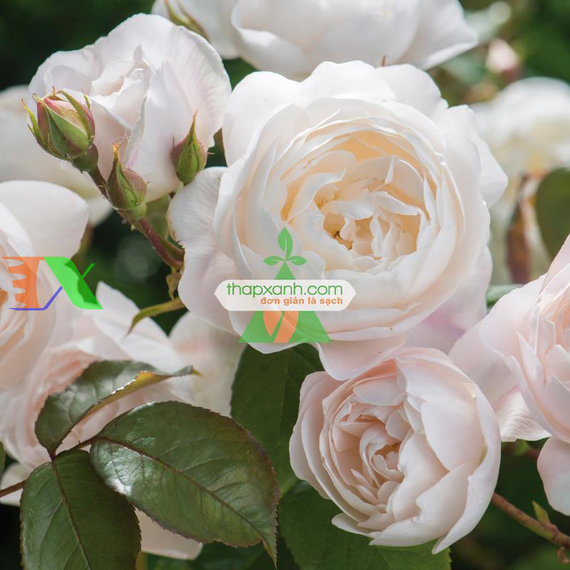 Hạt giống hoa Hồng Leo trắng