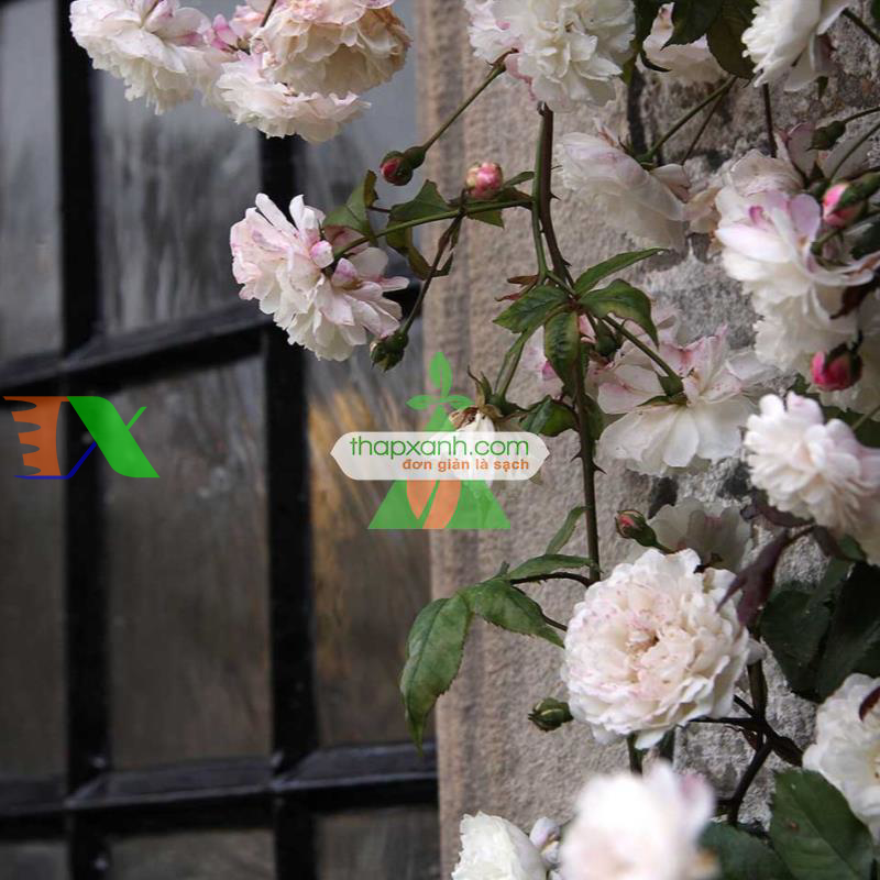 Hạt giống hoa Hồng Leo trắng