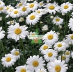 Gambar Hạt giống hoa Cúc Châu Phi (trắng)