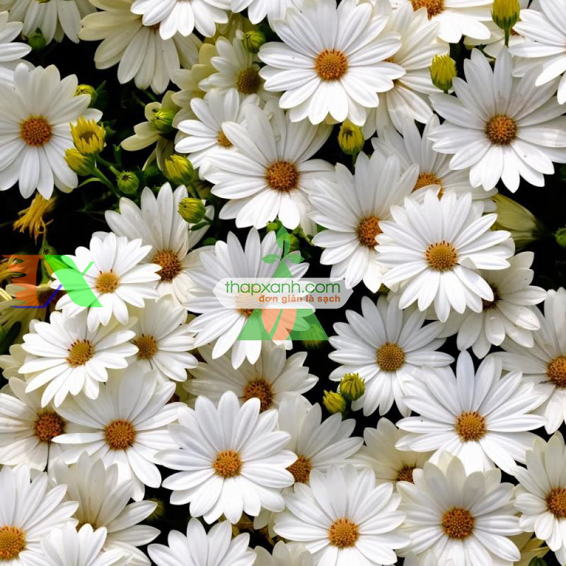 Hạt giống hoa Cúc Châu Phi (trắng)
