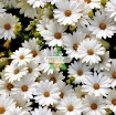Gambar Hạt giống hoa Cúc Châu Phi (trắng)