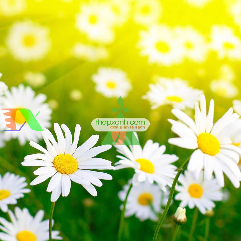 Hạt giống hoa Cúc Châu Phi (trắng)