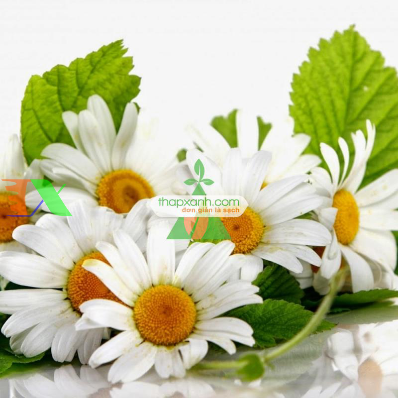 Hạt giống hoa Cúc Châu Phi (trắng)