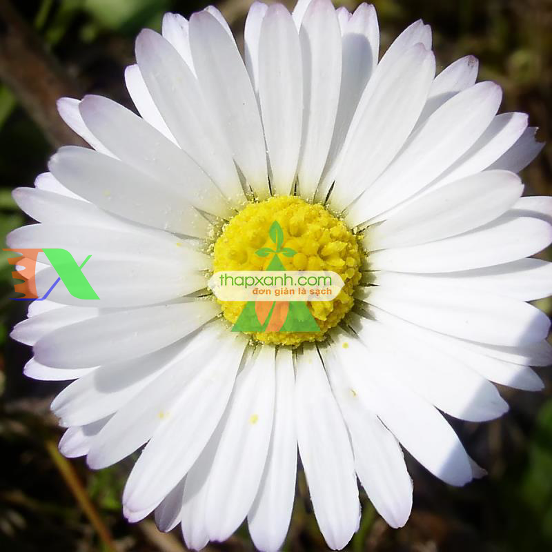 Hạt giống hoa Cúc Châu Phi (trắng)