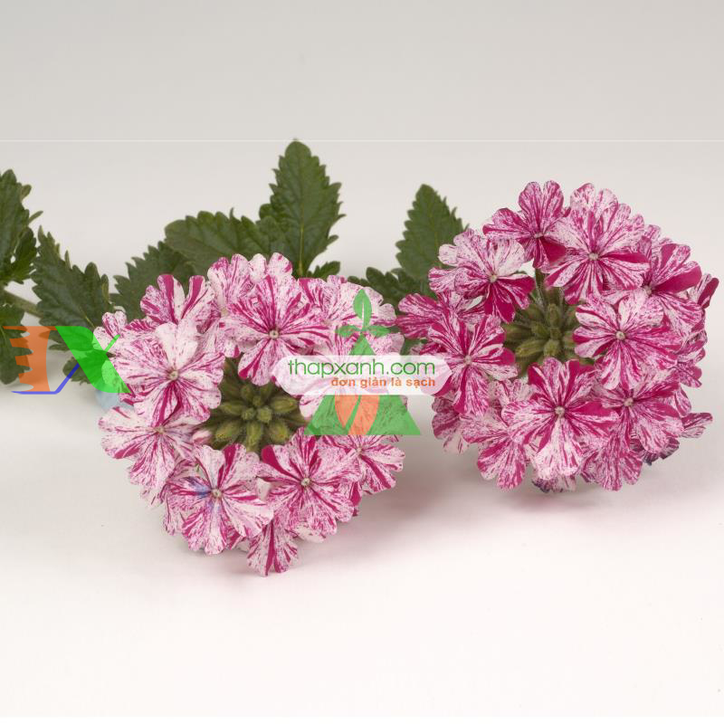 Hạt giống hoa Cúc Indo (Cúc Nữ Hoàng)