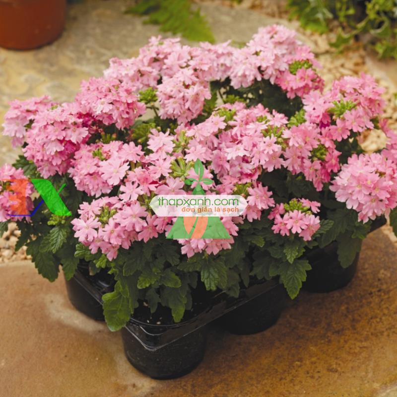 Hạt giống hoa Cúc Indo (Cúc Nữ Hoàng)