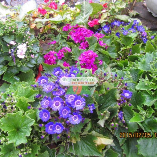 Ảnh của Hạt giống hoa Cúc Lá Nho mix