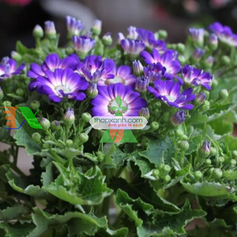 Hạt giống hoa Cúc Lá Nho mix