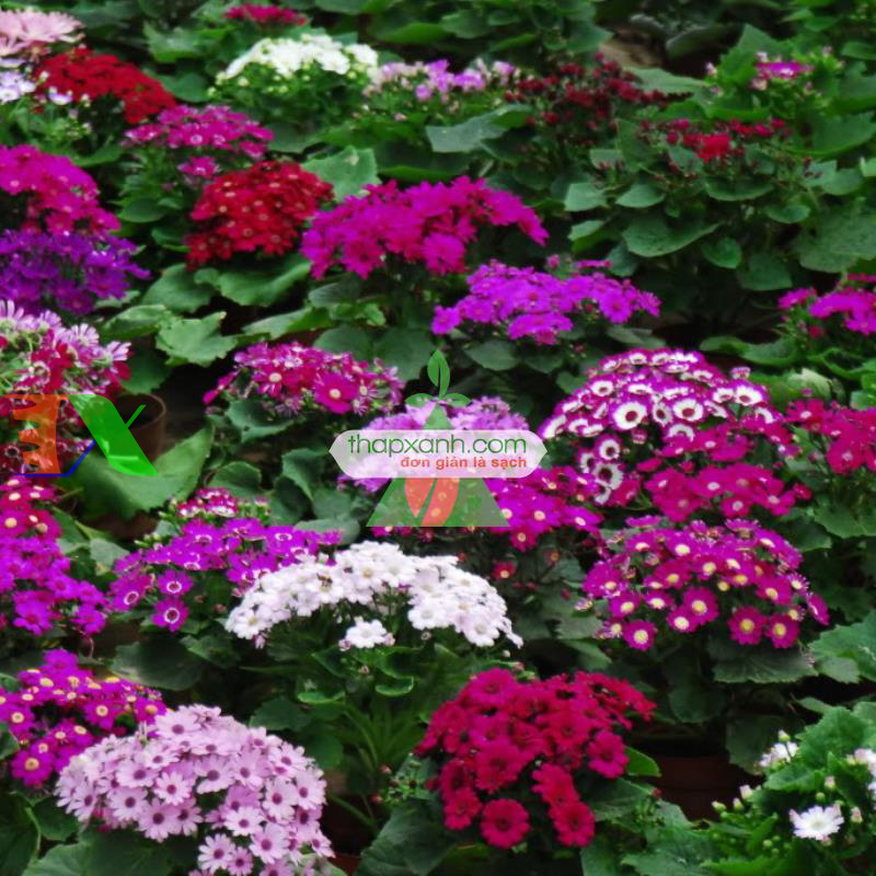 Hạt giống hoa Cúc Lá Nho mix
