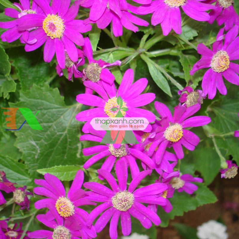 Hạt giống hoa Cúc Lá Nho mix