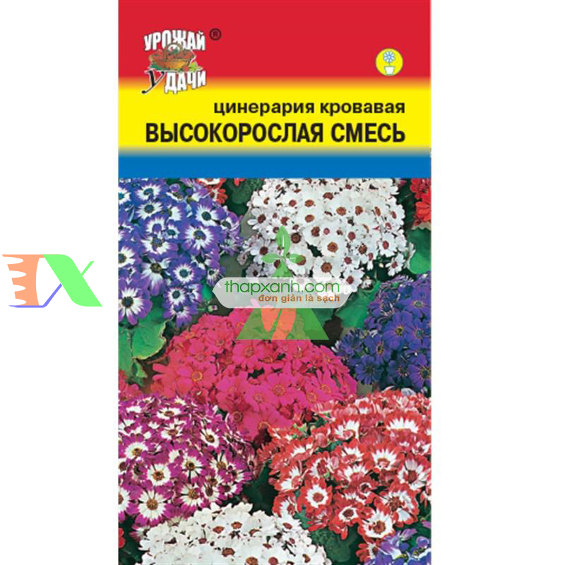 Hạt giống hoa Cúc Lá Nho mix