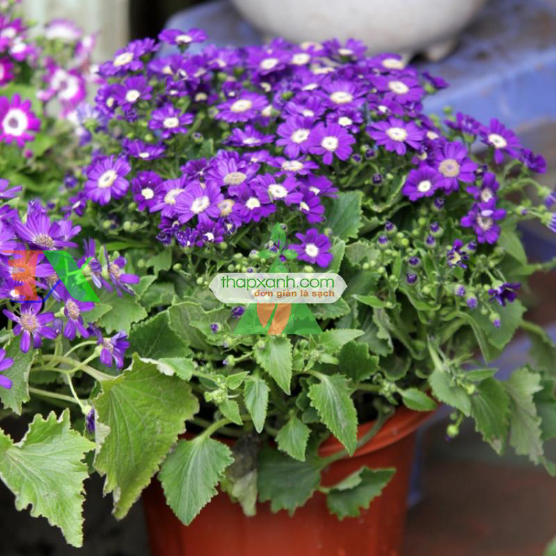 Hạt giống hoa Cúc Lá Nho mix