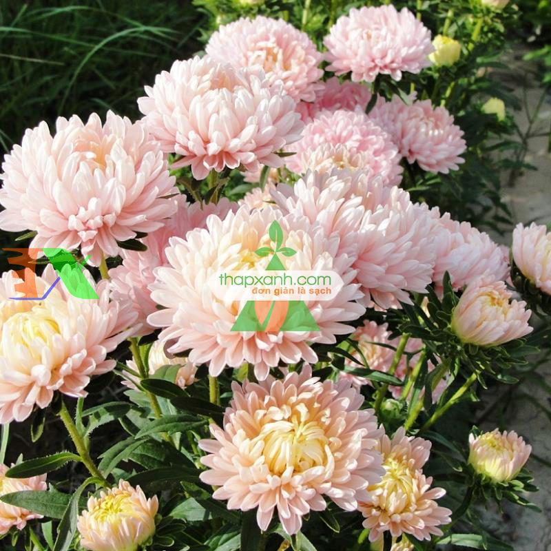 Hạt giống hoa Cúc Tây Kim Cương mix