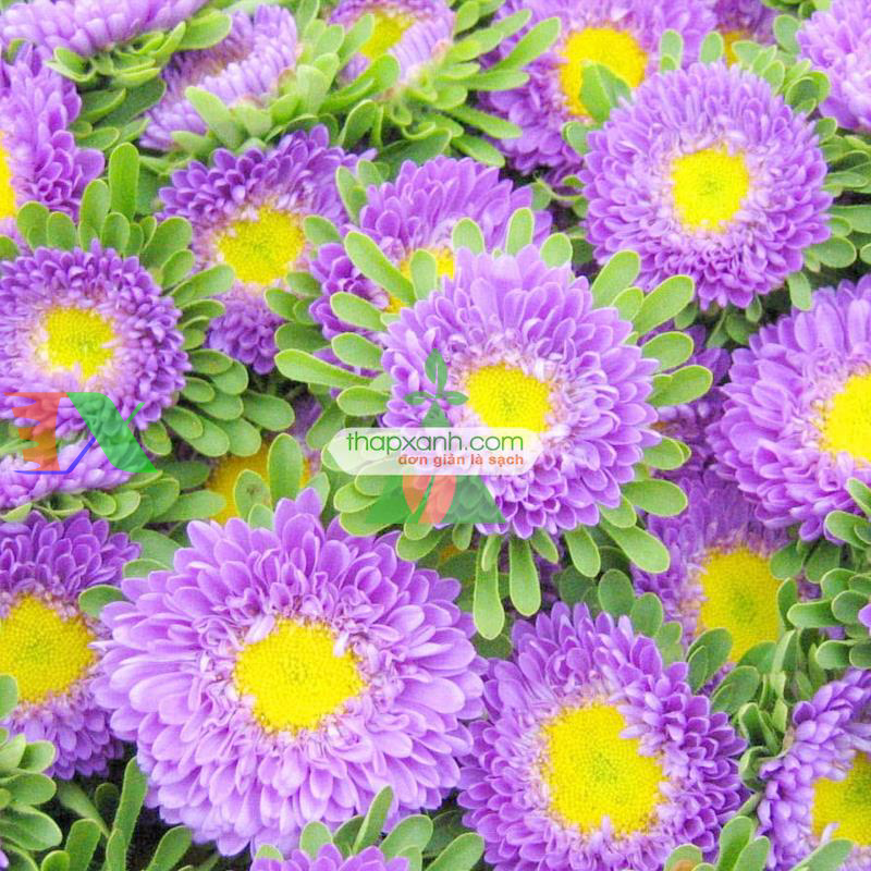 Hạt giống hoa Cúc Tây Kim Cương mix