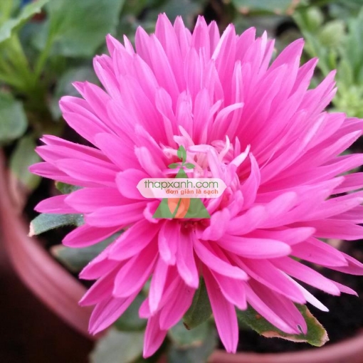 Ảnh của Hạt giống hoa Cúc Tây Kim Cương (hồng)