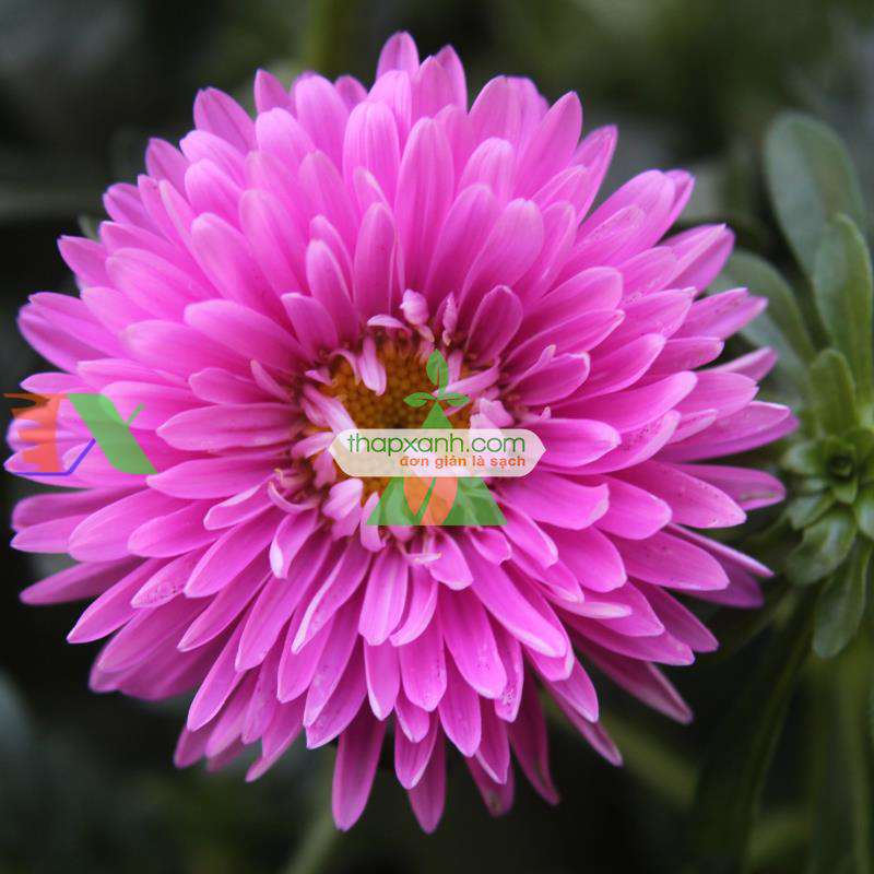 Hạt giống hoa Cúc Tây Kim Cương (hồng)