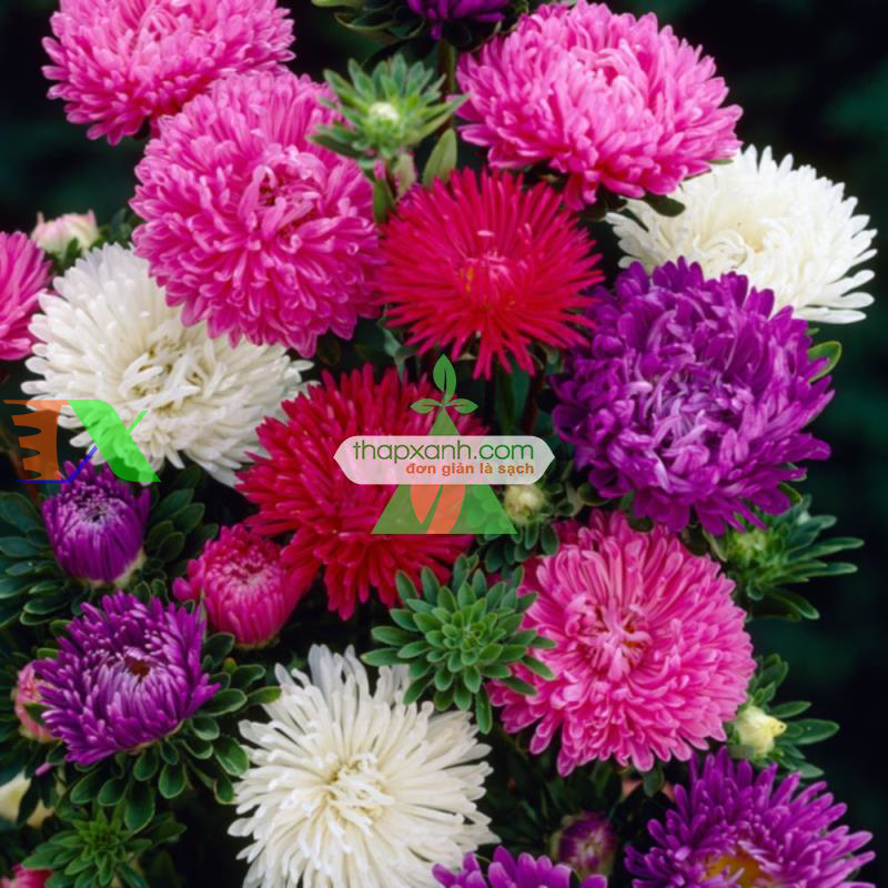 Hạt giống hoa Cúc Tây Kim Cương (hồng)