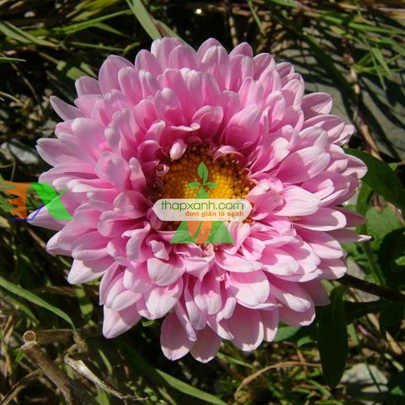 Hạt giống hoa Cúc Tây Kim Cương (hồng)