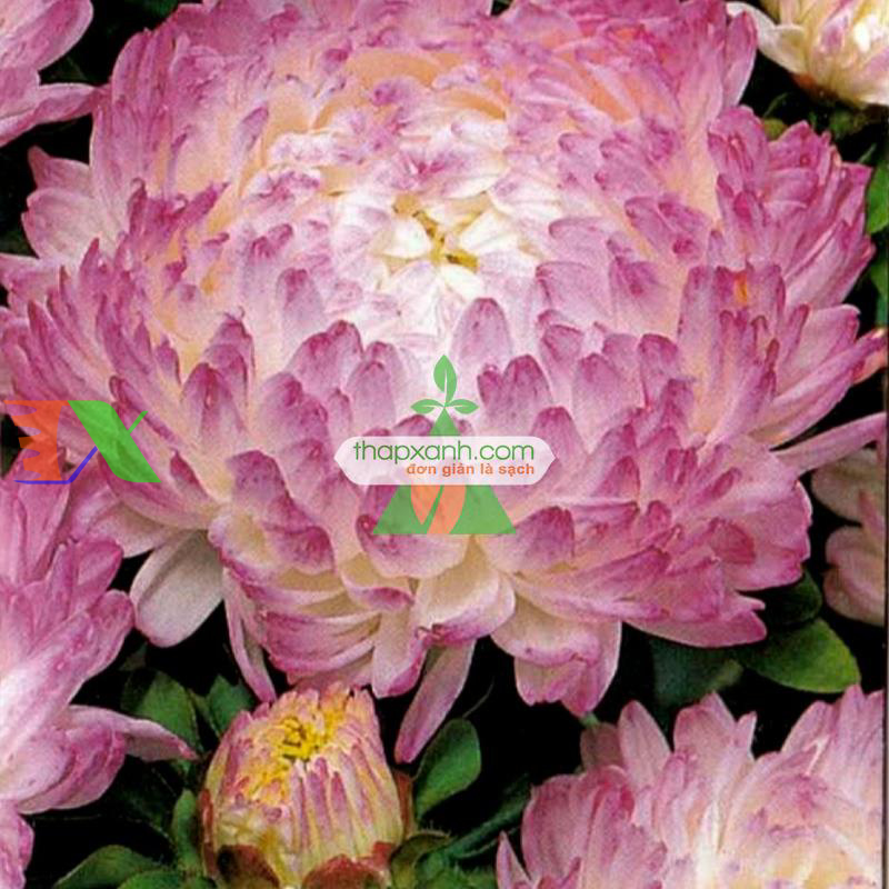 Hạt giống hoa Cúc Tây Kim Cương (hồng)