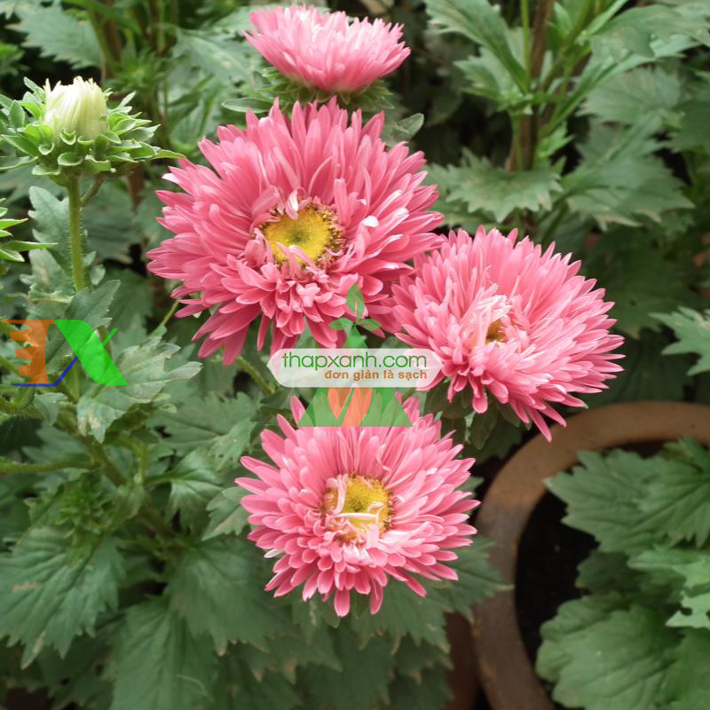 Hạt giống hoa Cúc Tây Kim Cương (hồng)