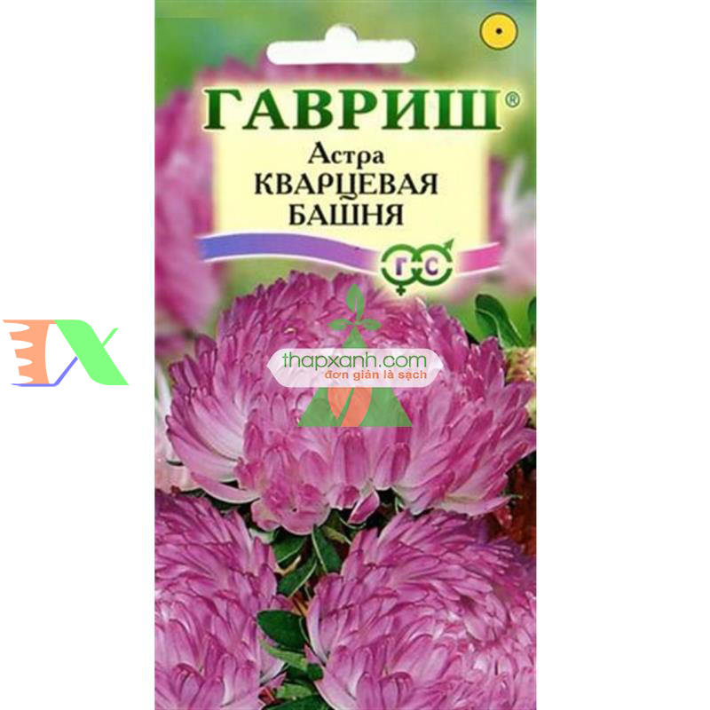 Hạt giống hoa Cúc Tây Kim Cương (hồng)