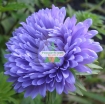 Gambar Hạt giống hoa Cúc Tây Kim Cương (xanh tím)