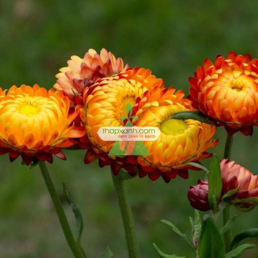 Picture of Hạt giống hoa Bất Tử (màu cam)