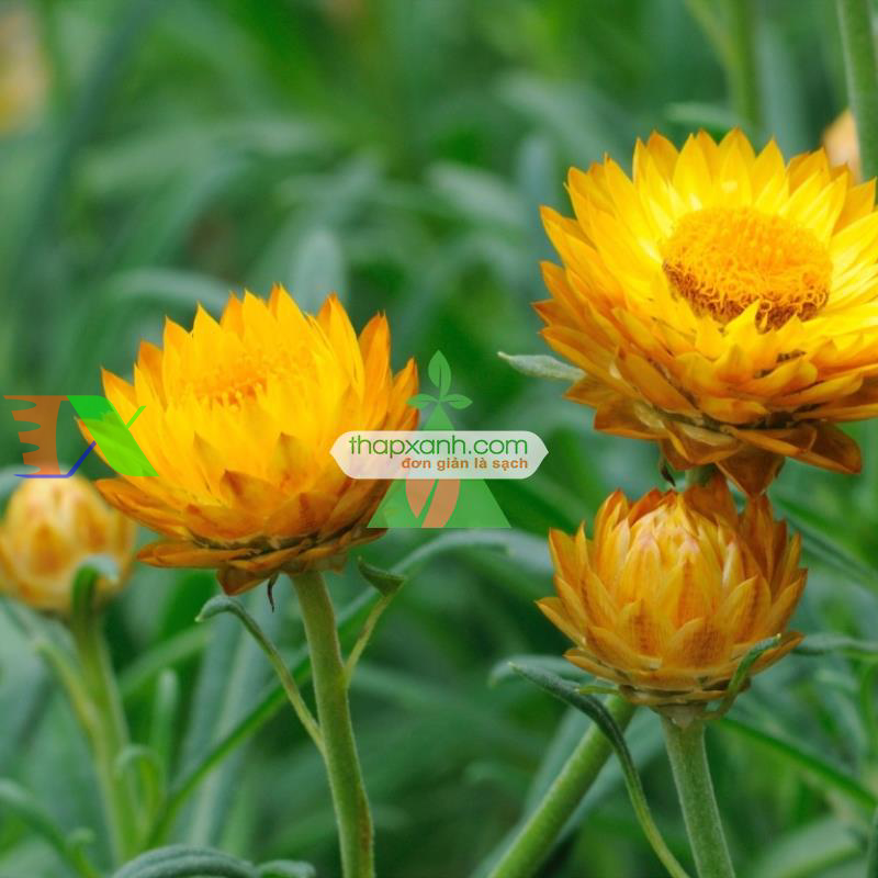 Hạt giống hoa Bất Tử (màu cam)