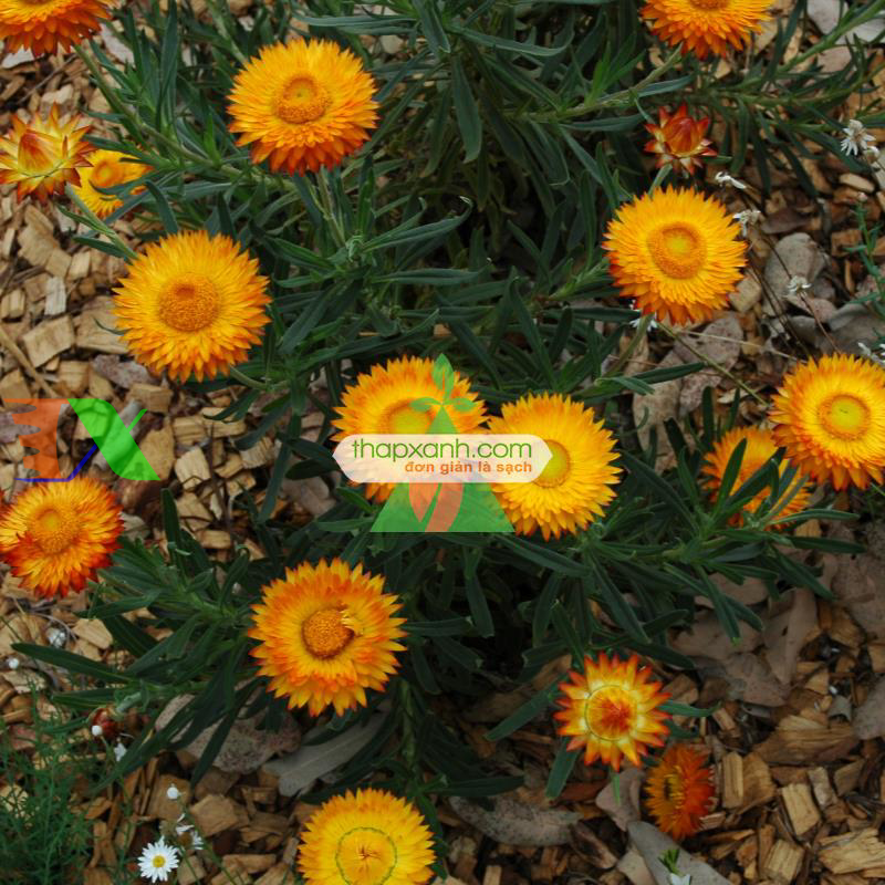 Hạt giống hoa Bất Tử (màu cam)