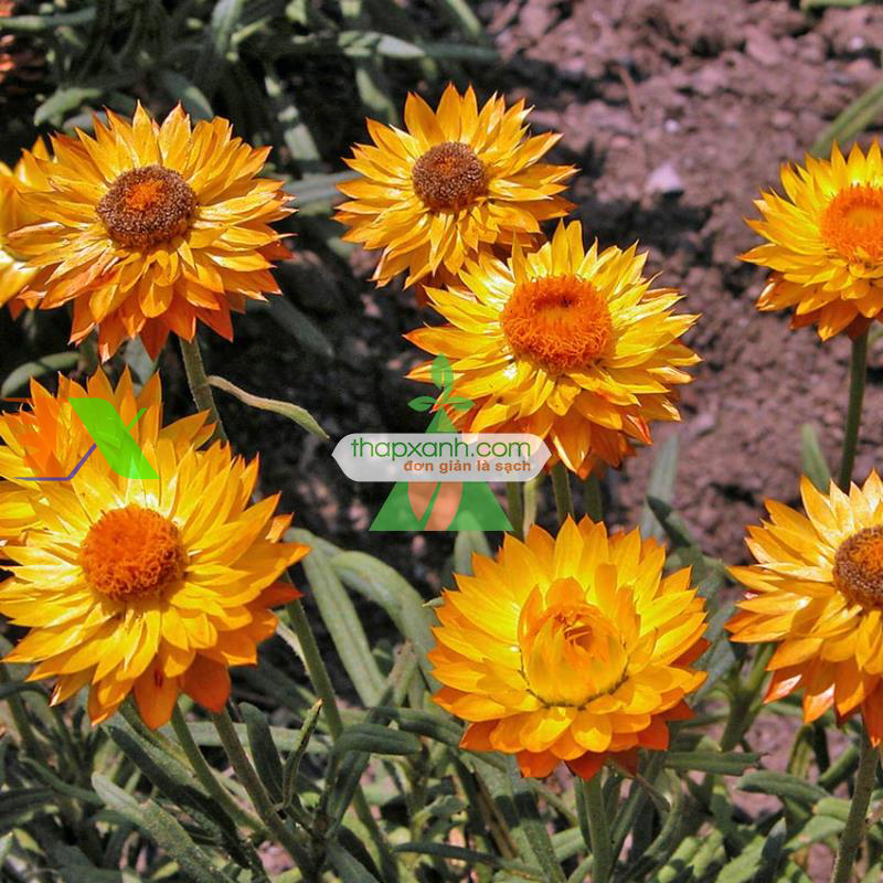 Hạt giống hoa Bất Tử (màu cam)