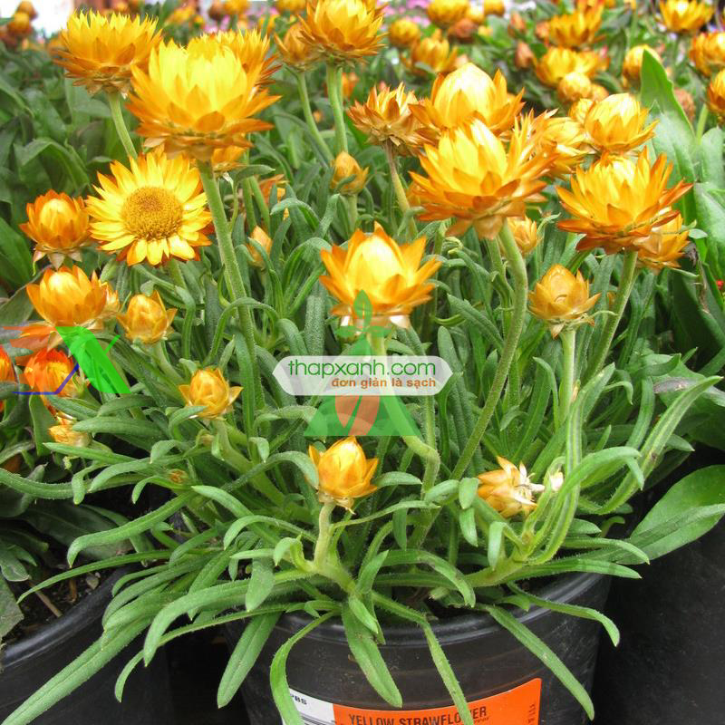 Hạt giống hoa Bất Tử (màu cam)