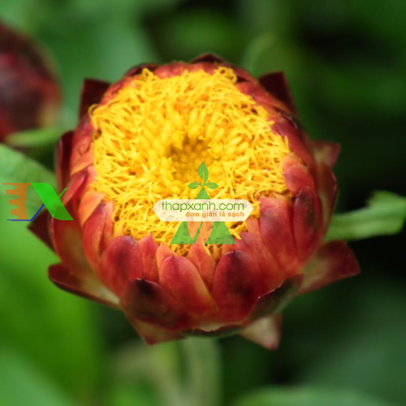 Hạt giống hoa Bất Tử (màu cam)