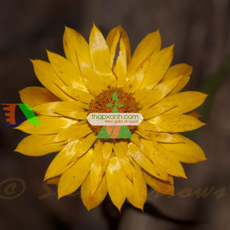 Hạt giống hoa Bất Tử (màu cam)