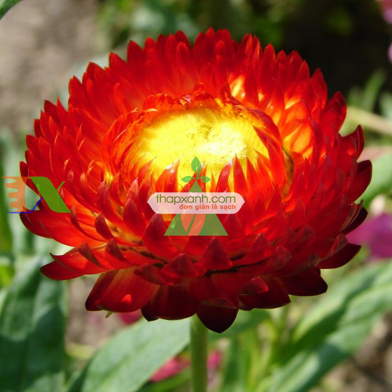 Hạt giống hoa Bất Tử (màu hồng)