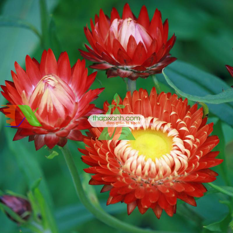 Hạt giống hoa Bất Tử (màu hồng)