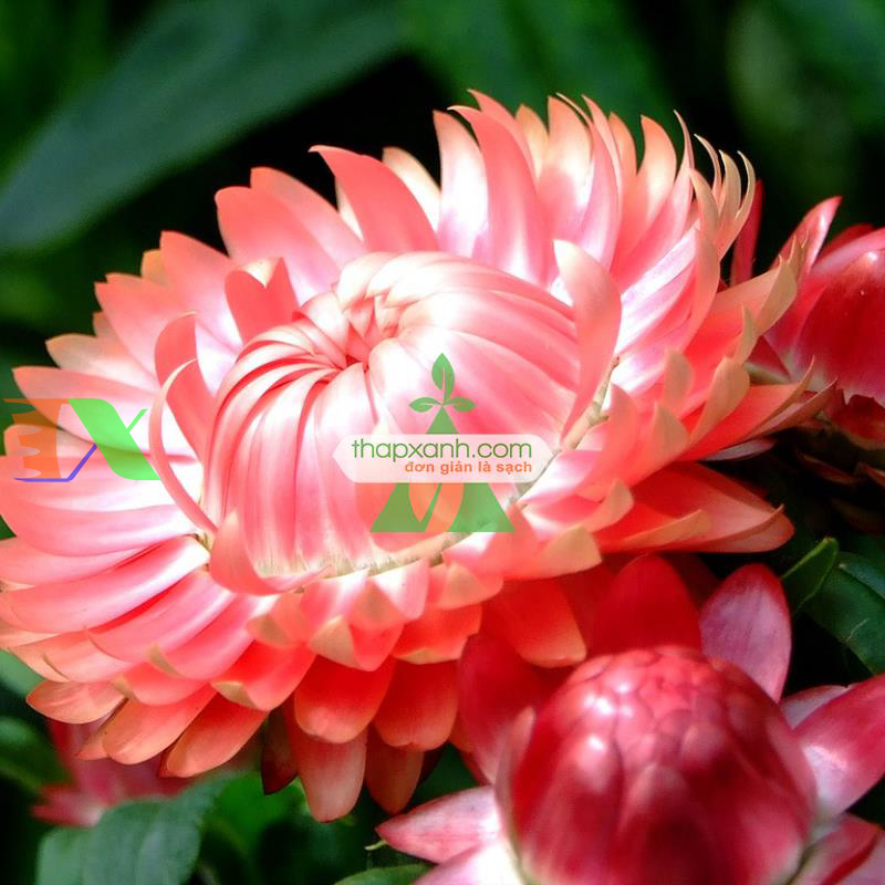 Hạt giống hoa Bất Tử (màu hồng)