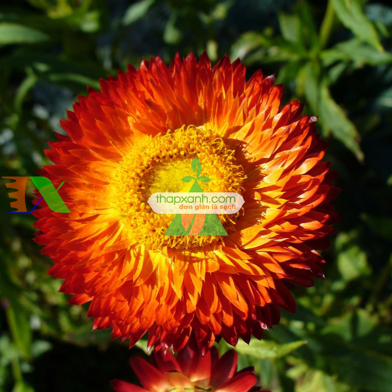 Hạt giống hoa Bất Tử (màu hồng)