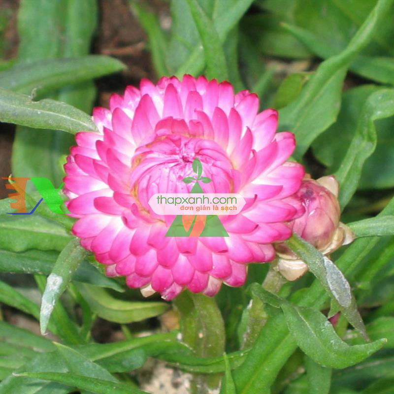 Hạt giống hoa Bất Tử (màu hồng)